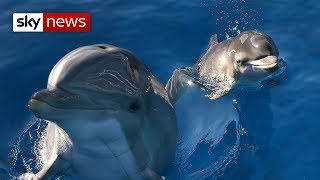 The Danger Of Swimming With Dolphins