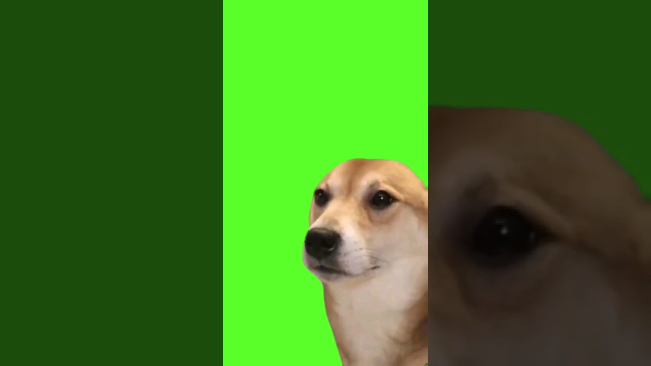 Chill Dog Meme Vibing Nodding to the Music | Green Screen for Memes #greenscreen #funnydogs #vibing