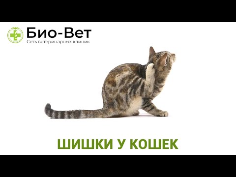 Шишки у кошек 🙀 // Сеть Ветклиник БИО-ВЕТ