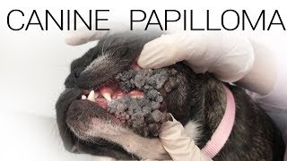 Canine Papilloma Virus - Extreme Case