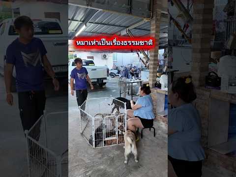 หมาเห่าเป็นสิทธิ์ของหมา แต่ความเดือดร้อนที่ตามมา เจ้าของก็ควรรับผิดชอบ