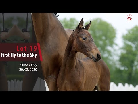 19 First fly to the Sky Stute v. First Selection - Baccardi
