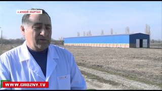Ачхой-Мартановская птицефабрика успешно развивается в условиях импортозамещения