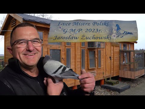 Dobra para to podstawa! Jak łączy gołębie V-ce Mistrz Polski 2023? | Jarosław Żuchowski - 0443