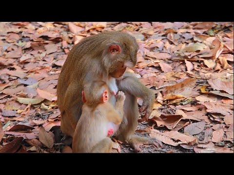 I've never seen Luna reduce Lynx's milk intake in this way, but Lynx tried to charm her