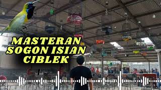 Download lagu Ampuh!! Masteran Sogon isian ciblek mp3