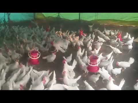 Cockerel Chicks