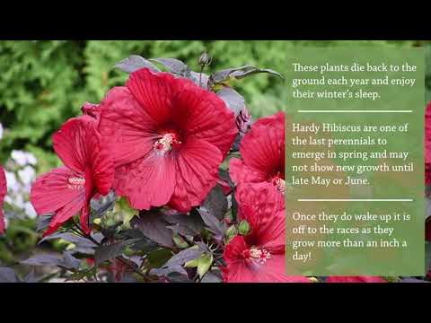 Leaf   Petal Designs 3piece Hardy Hibiscus