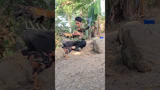 Download lagu Hlau youtube for jungle fowl eat worms on hand.qaib qus noj kab saum tes zoo tiag tiag mp3 Download lagu Hlau youtube for jungle fowl eat worms on hand.qaib qus noj kab saum tes zoo tiag tiag mp3
