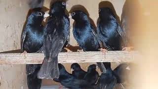 Download lagu Burung Indigo Masteran Handal mp3