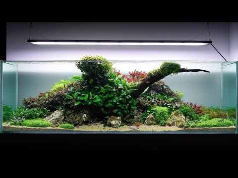 Nature aquarium 600 l
