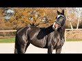  Jument - Oldenbourg - 5 ans - Dressage - France 