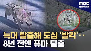 대전 동물원 또 맹수 탈출‥2살 늑대 어디에? (2026.04.08/뉴스데스크/MBC)