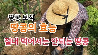 땅콩모종 보식 하는 날/ 땅콩의 효능과 절대 먹어서는 안되는 땅콩