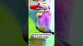 Download lagu Burung pi jantung pisang betina di alam #shorts #burung mp3