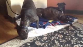 Knox buddy doing well:)