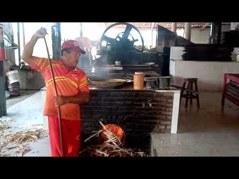 Mostrando produção de rapadura,engenho em Pindoretama (CE).