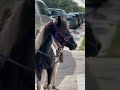 I Love Working With Horses And Donkeys Horse Donkey Equestrian Animals