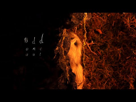 Odd One Out | Stop Motion Animation | 2022