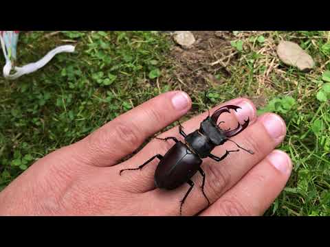 Mușcă sau nu mușcă rădașca?