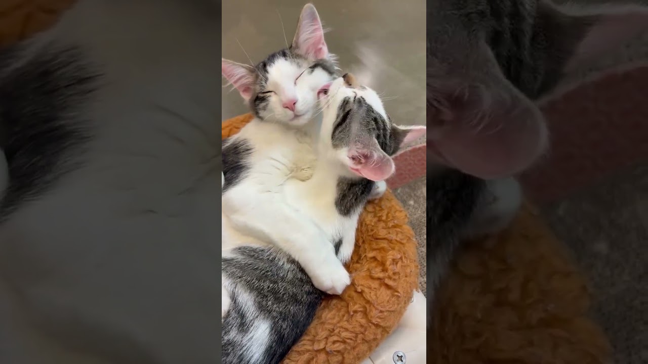 Enlarge Jellybean, a ADOPTABLE mixed breed in Woodinville, WA video 6/6