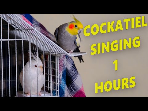 Cockatiel Singing Sounds 1 Hour, Cockatiel Calls -Male Cockatiels