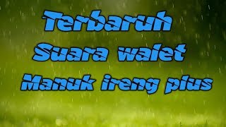 Download lagu Terbaruh suara walet manuk ireng plus mp3