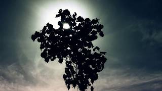 Sunlight Fade Changing Color Between Hibiscus Tiliaceus Leaves