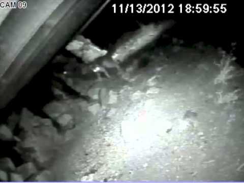 Fox and Skunk are friends