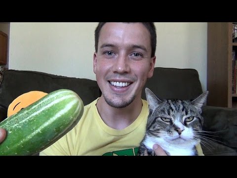 Why Are Cats Terrified of Cucumbers?!