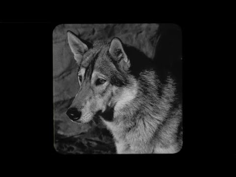 Laura Gibson - 'Tenderness' (Official Lyric Video)