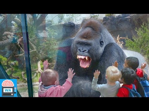 das glas ist nicht stark genug gewesen... I Wissensautomat