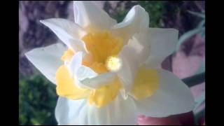 Нарцисс. Изящный и изысканный цветок на вашей клумбе. Сорта + фото.
