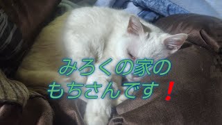 もちさん長尺動画デビュー❗️　#白猫　#かわいい　#幸せ　#面白い 