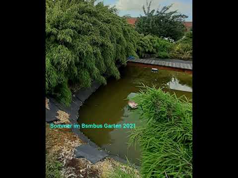 Bambusgarten  im Sommer 2021