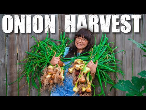, title : 'Harvesting Onions, How and when to harvest onions'