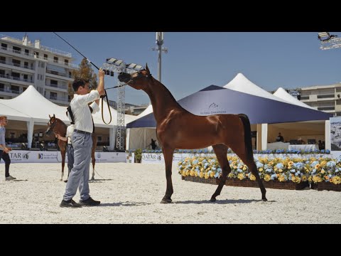 DUBAI STUD ACHIEVEMENTS - GCAT CANNES 2024
