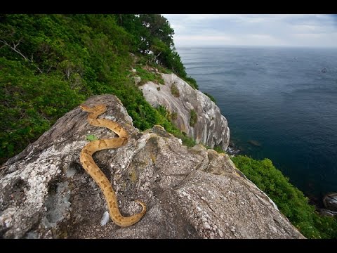 Snake Island in Brazil (2014)