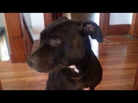 Ottumwa residents share how pit bull ban impacts their life