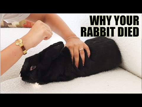 2nd YouTube video about how long can bunnies go without water