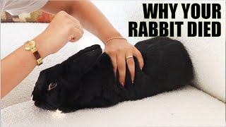 SIGNS YOUR RABBIT IS DYING...