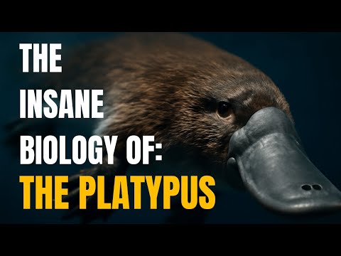 The Insane Biology of the Platypus: A Deep Dive into Nature's Weirdest Mammal