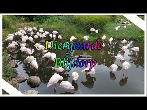 Dagje Blijdorp | deel 2 #Priyaswereld