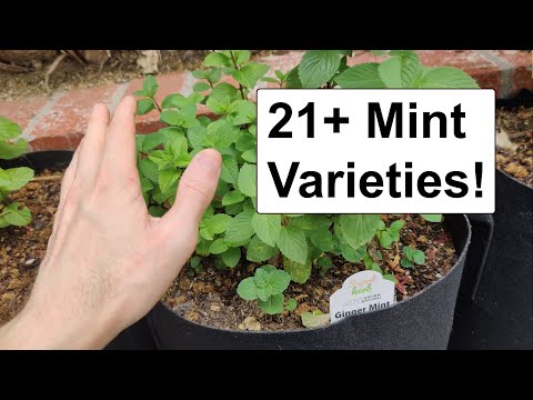 21+ Mint Varieties! - Mint Madness! 🌿