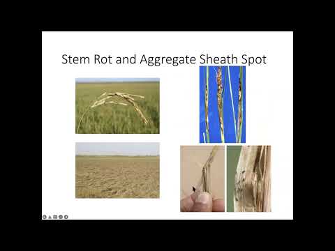 Luis Espino - 2022 Rice Growers Meeting