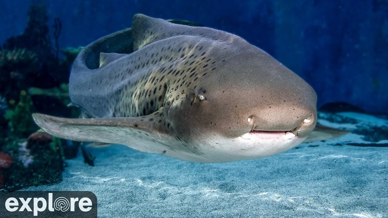 Live webcam view of Cámara de la Laguna de Tiburones