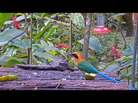 Rufous Motmot And Grey-headed Chachalacas Trade Places On Panama Fruit Feeder – Nov. 29, 2020