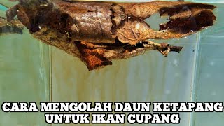 Download lagu Cara Mengolah Daun Ketapang 100% Tanpa Berminyak mp3