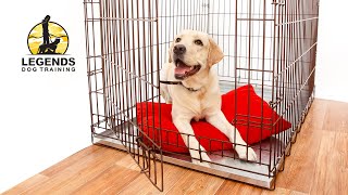 How To Crate Train a Puppy