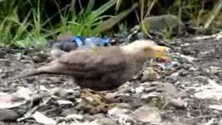 Download lagu Anis Gunung (Turdus poliocephalus stresemanni) mp3 Download lagu Anis Gunung (Turdus poliocephalus stresemanni) mp3